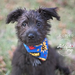 Thumbnail photo of Romeo #1