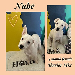 Thumbnail photo of NUBE 4 MONTH TERRIER #1