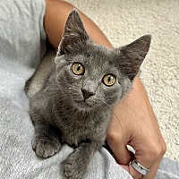 adopt a pet