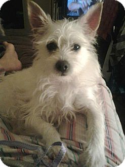 white wire haired dog