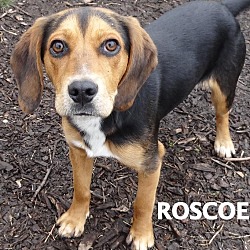 Thumbnail photo of ROSCOE--BEAGLE MIX #2
