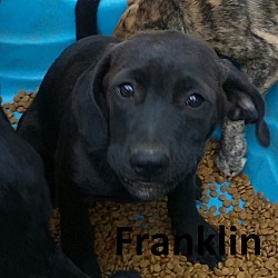 Photo of Franklin