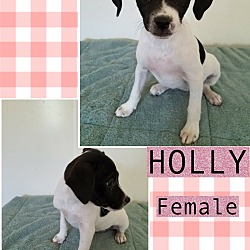 Thumbnail photo of Holly in CT #1