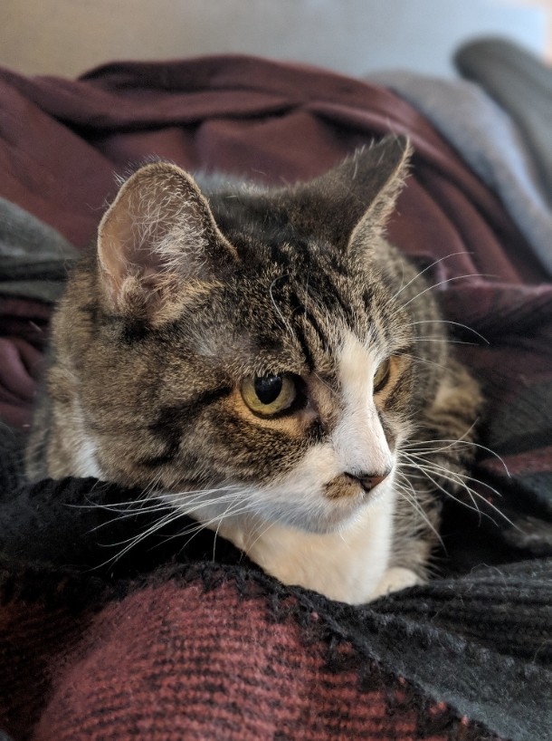 San Diego Ca Munchkin Meet Pixi Lap Cat A Pet For Adoption