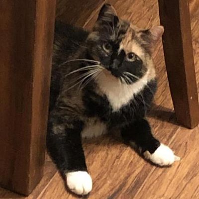 Rochester Mn Domestic Shorthair Meet Celeste A Pet For Adoption