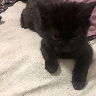 Chicago Il Domestic Shorthair Meet Peanut A Pet For Adoption