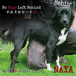 Photo of Naya 4556
