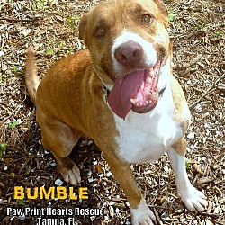 Thumbnail photo of Bumble #1