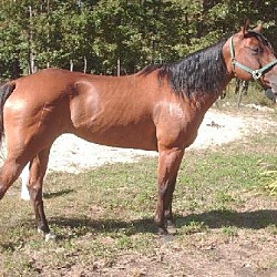 Photo of bay mare