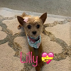 Photo of Lillipup (Lilly)