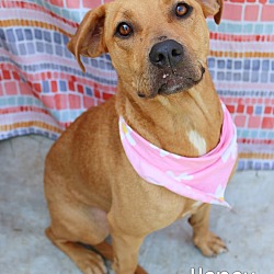 Photo of Honey