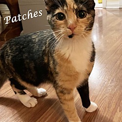 Photo of PATCHES