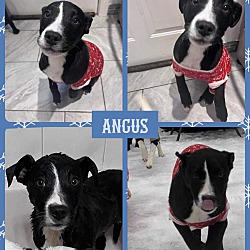 Thumbnail photo of Angus #2