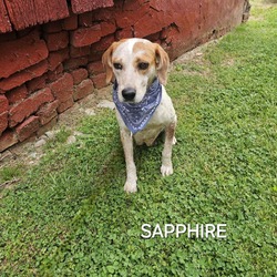 Thumbnail photo of Sapphire #3
