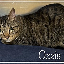 Thumbnail photo of OZZIE #1