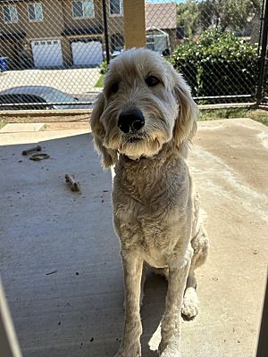 San Diego, CA - Goldendoodle. Meet Louie a Pet for Adoption - AdoptaPet.com