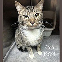 adopt a pet