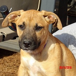 Thumbnail photo of Tallula (14 lb) Pretty Pup! #3