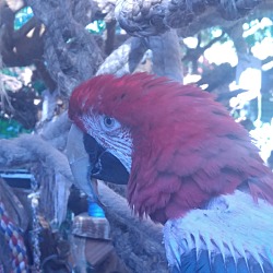 Thumbnail photo of Rasta’ the Greenwing Macaw #3