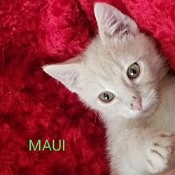 Thumbnail photo of MAUI #4