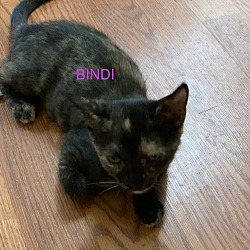 Photo of Bindi