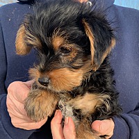 Beebe Humane Society's Desperate House Dogs (PA) in Harrisburg, Pennsylvania