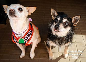 chihuahua clothes petsmart