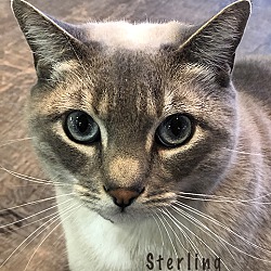 Thumbnail photo of Sterling #1
