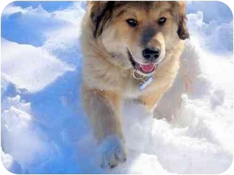 great pyrenees cur mix