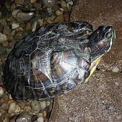 Thumbnail photo of Red-eared slider #1