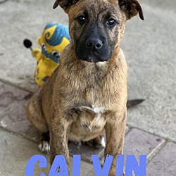 Photo of Calvin