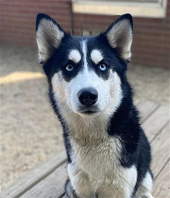 Matawan, NJ - Siberian Husky. Meet Aria a Pet for Adoption - AdoptaPet.com