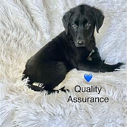 Photo of Quality Assurance