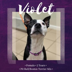 Thumbnail photo of Violet #2