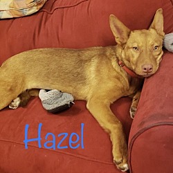 Thumbnail photo of Hazel #2