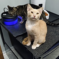 adopt a pet