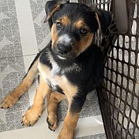 adopt a pet