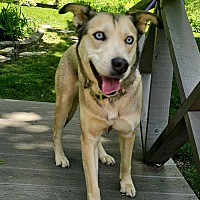 adopt a pet
