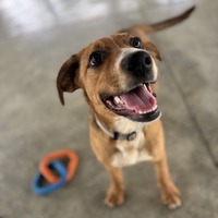 adopt a pet