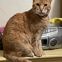 adopt a pet