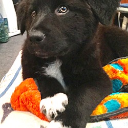 Photo of Benny-fostered in Minneapolis