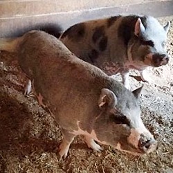 Thumbnail photo of PORKERS #3