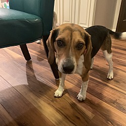 Thumbnail photo of Gordie (Beagle) #2