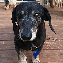 Thumbnail photo of Lucky the Doxie #4