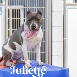 Thumbnail photo of Juliette #2