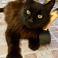 Adopt A Pet :: Winnie - Leonardtown, MD
