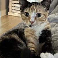 adopt a pet