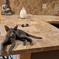adopt-pet