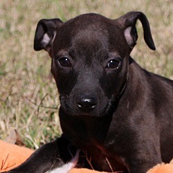 Thumbnail photo of Zola~adopted~ #2
