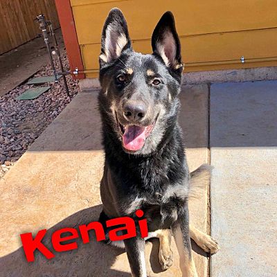 german shepherd puppies windsor